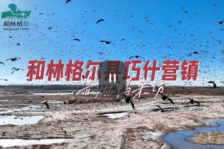 和林格爾縣巧什營鎮--赤麻鴨專訪