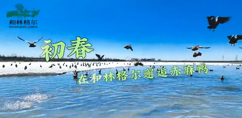 初春，在和林格爾邂逅赤麻鴨