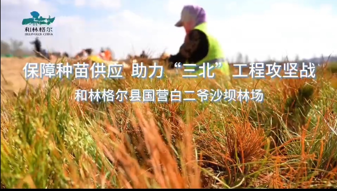 保障種苗供應 助力“三北”工程攻堅戰 和林格爾縣國營白二爺沙壩林場