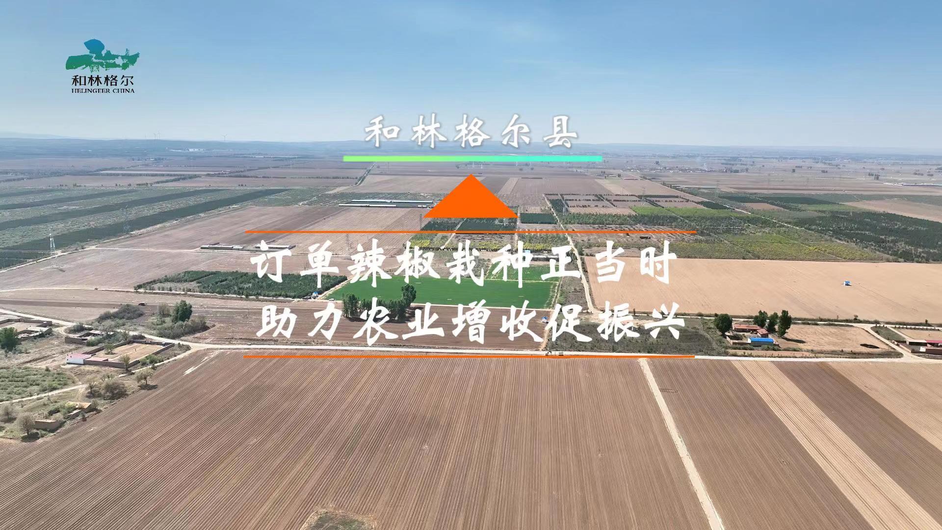 和林格爾縣：訂單辣椒栽種正當時  助力農業增收促振興