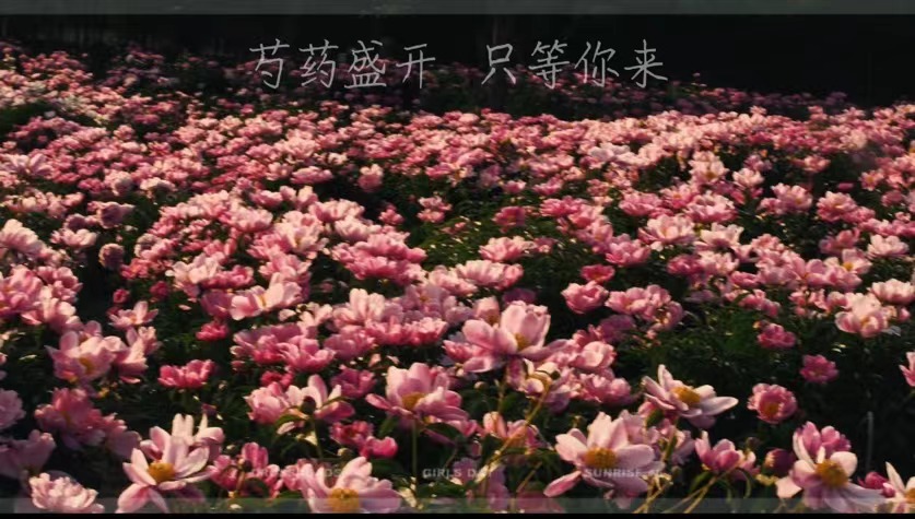 芍藥盛開  只等你來！