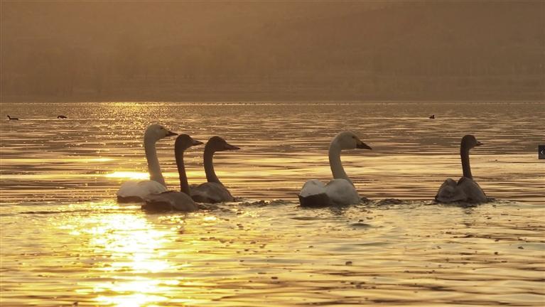好生態引來白天鵝！白天鵝來和林格爾縣石咀子水庫“打卡”