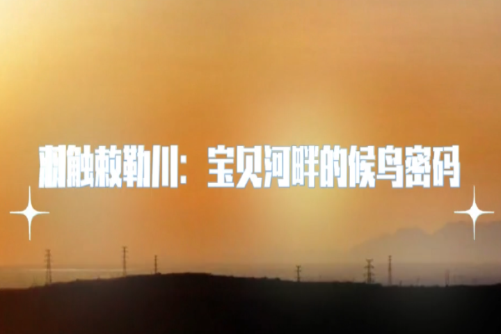 羽觸敕勒川：寶貝河畔的候鳥密碼