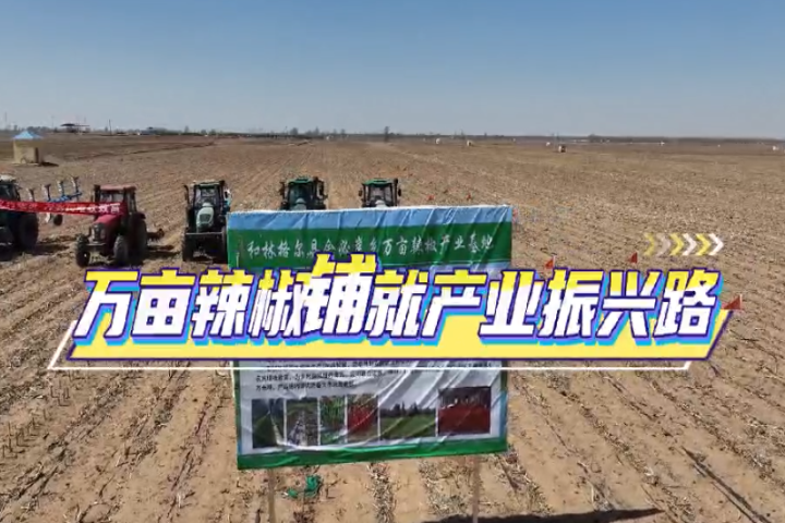 萬畝辣椒鋪就產業振興路