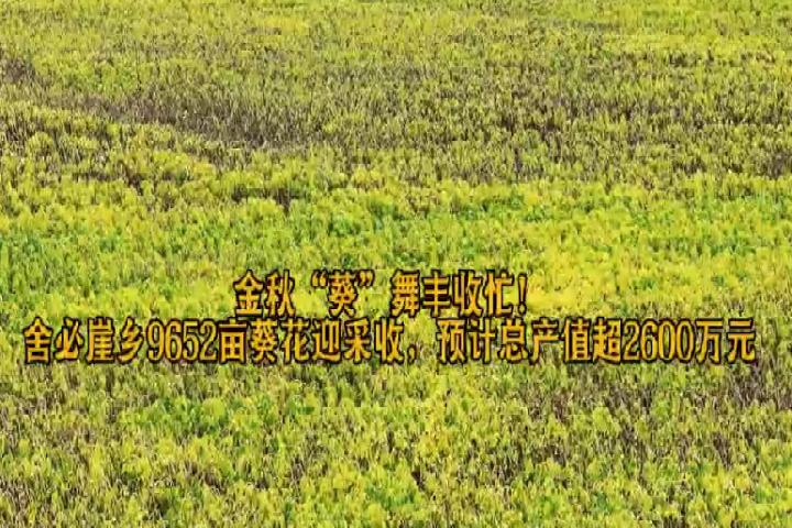 金秋“葵”舞豐收忙！