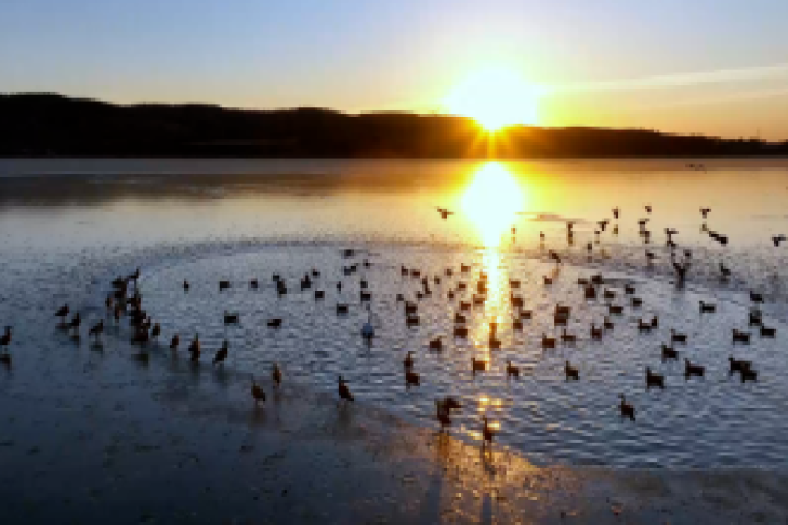 冬日寶貝河：赤麻鴨翩躚  繪就生態暖畫卷