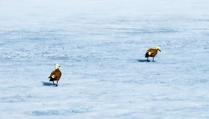 和林格爾縣：春回大地 候鳥歸相關圖片