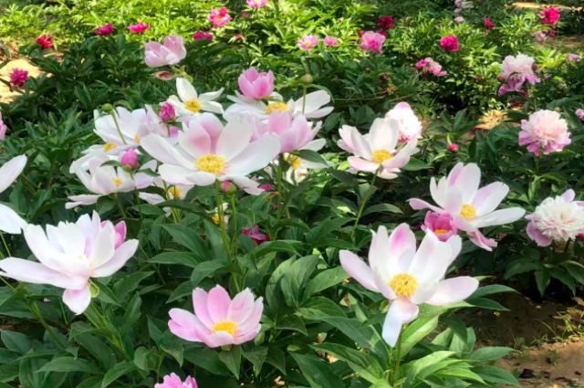 和林格爾之綠色交響曲：生態(tài)賦能繪新卷 奮楫揚(yáng)帆啟新程